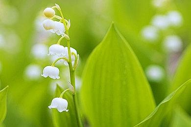 《宝可梦Sleep》未来更新内容公布 将添加新宝可梦